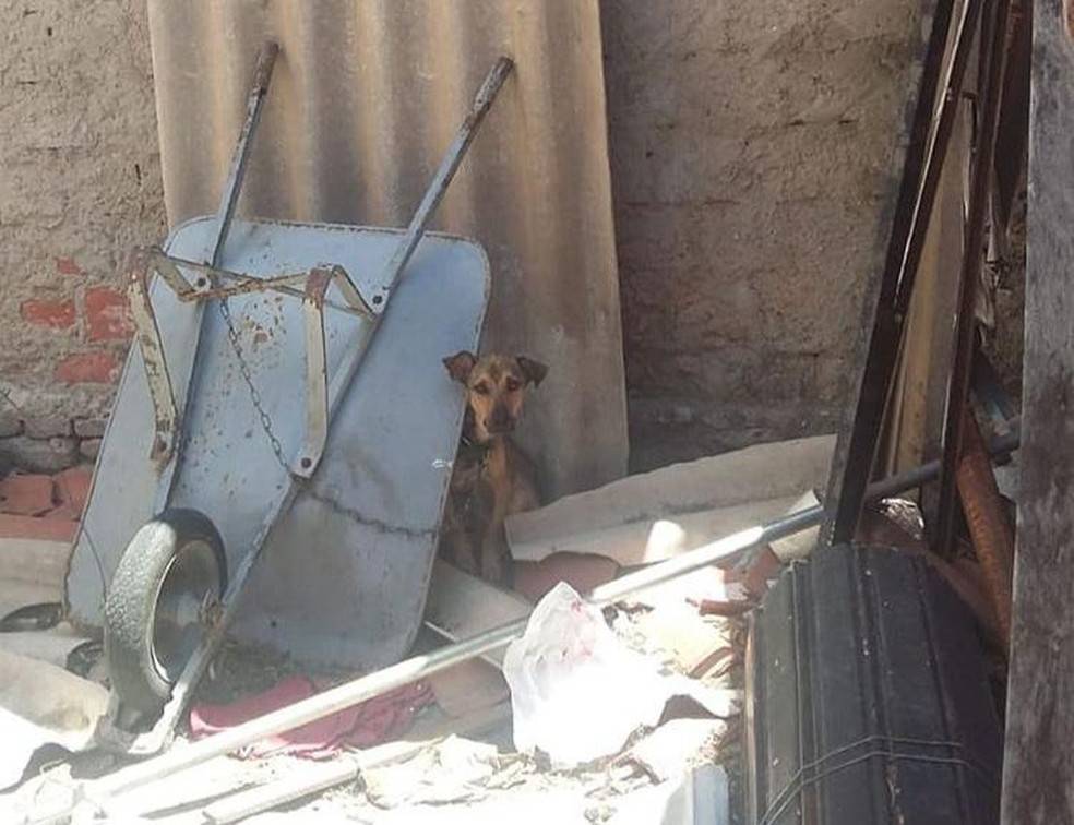 Maus tratos a animais de estimação e a lição que Salvador deixa para a sociedade piauiense